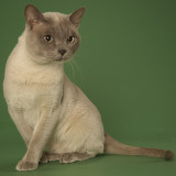 Tonkinese