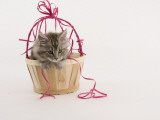 Maine Coon