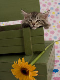 Maine Coon