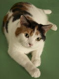 Manx