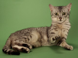 Egyptian Mau