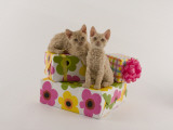 Selkirk Rex
