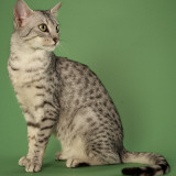 Egyptian Mau
