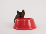 Sable Burmese