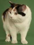 Manx