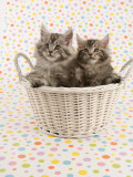 Maine Coon