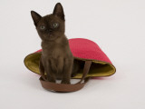 Sable Burmese