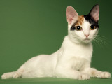 Japanese Bobtail