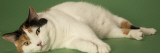 Manx