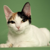 Japanese Bobtail