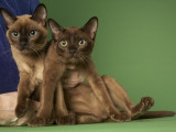 Tonkinese