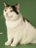 Manx