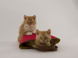 Selkirk Rex