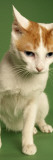 Japanese Bobtail