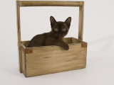 Sable Burmese