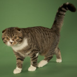 Scottish Fold