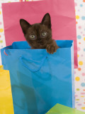 Sable Burmese