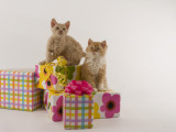 Selkirk Rex