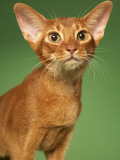 Abyssinian