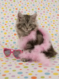 Maine Coon