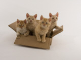 Selkirk Rex