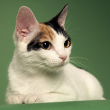 Japanese Bobtail