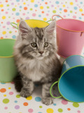 Maine Coon