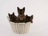 Sable Burmese