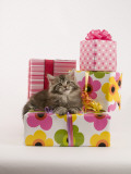 Maine Coon