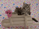 Maine Coon
