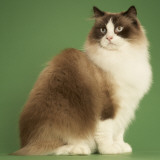 Ragdoll