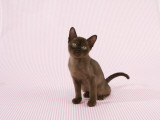 Sable Burmese