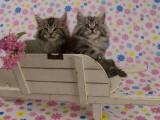 Maine Coon