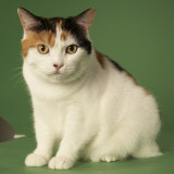 Manx