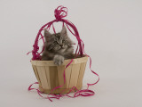 Maine Coon