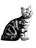 American  Shorthair