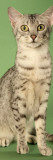 Egyptian Mau