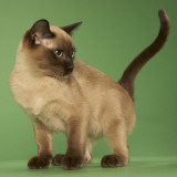 Tonkinese