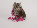 Maine Coon