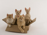 Selkirk Rex