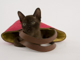 Sable Burmese