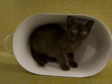 Sable Burmese
