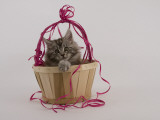 Maine Coon