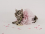Maine Coon