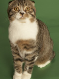Scottish Fold