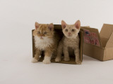 Selkirk Rex