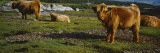 Highland Cattle on a Grassy Field  Isle of Mull  Scotland  United Kingdom
