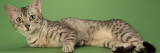 Egyptian Mau