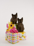 Sable Burmese