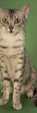Egyptian Mau